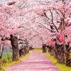 Bathurst Spring Spectacular, Leaura Gardens, Cowra Cherry Blossom Festival